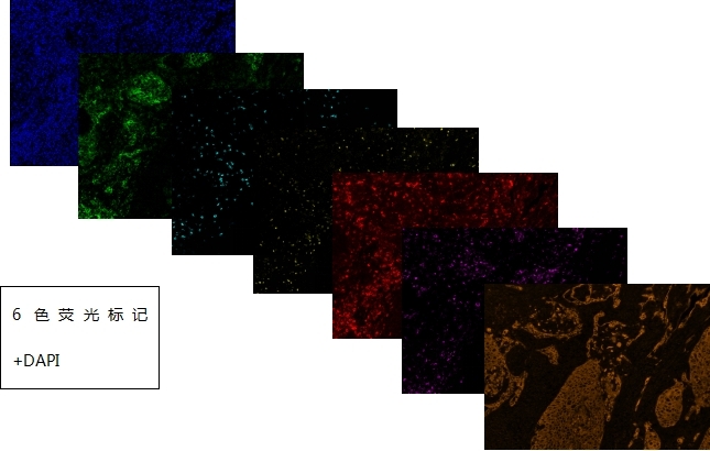 Multiplex Phenotyping